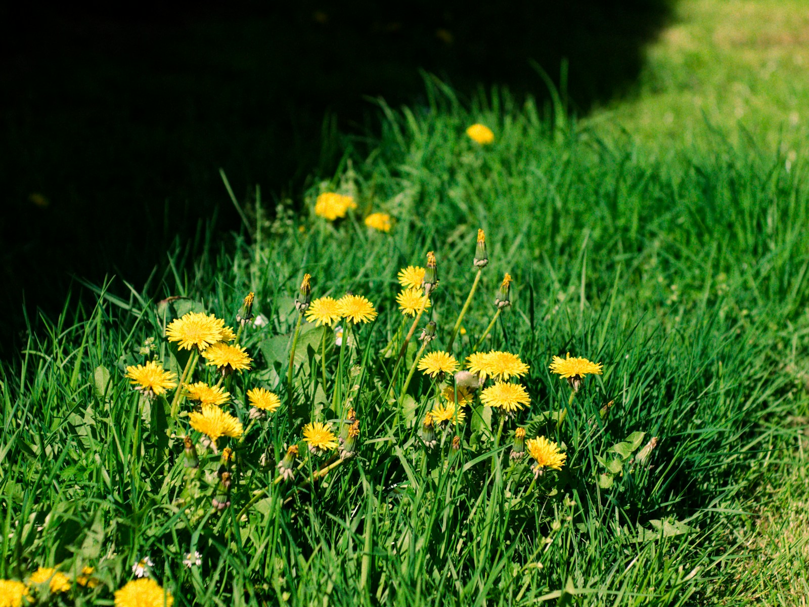 Yellow dandelions bloom amongst vibrant green grass.